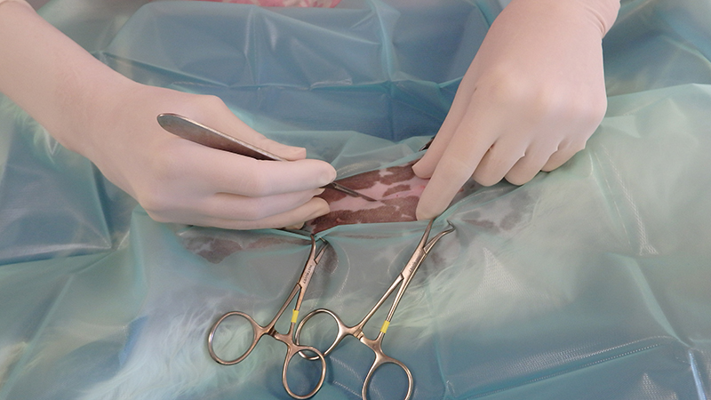 Dierenkliniek Tiel-Drumpt: Sterilisatie van de teef: Begin snede.