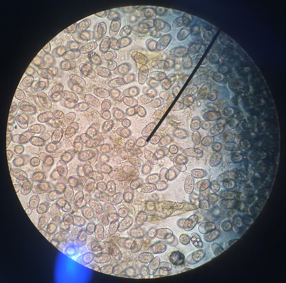 Dierenkliniek Tiel-Drumpt: Coccidiose bij het konijn. Coccidiën kunnen onder andere diarree veroorzaken.