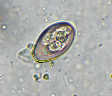 afbeelding Coccidiose