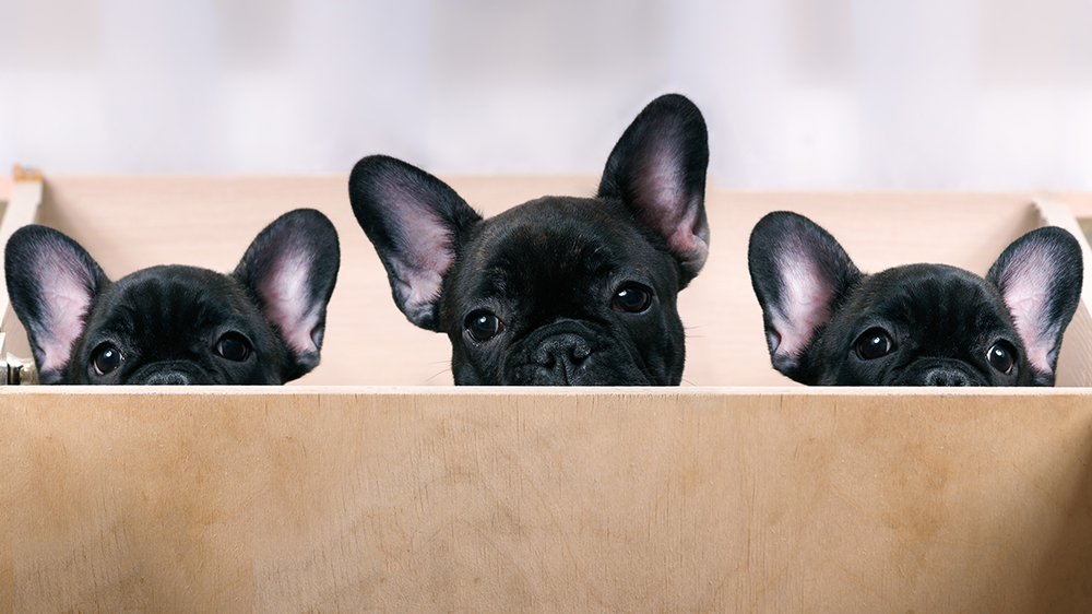 Dierenkliniek Tiel-Drumpt: Broodfokkers zijn niet altijd even makkelijk te herkennen.