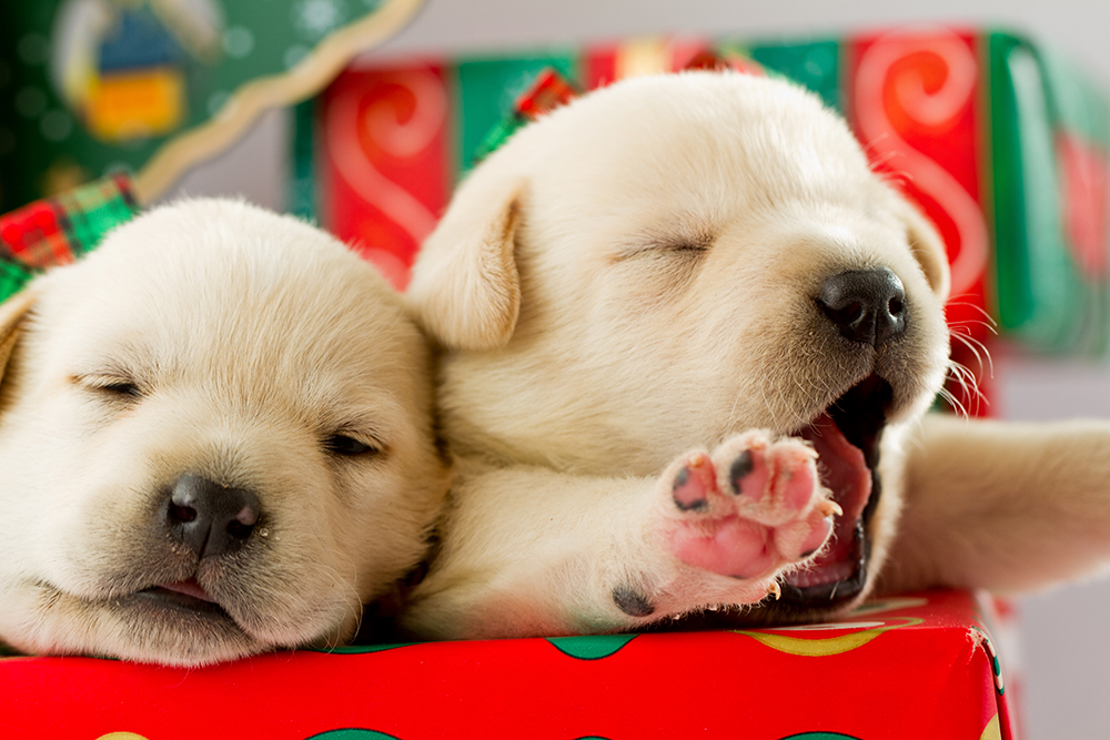 Dierenkliniek Tiel-Drumpt: Broodfokkers: zo'n schattige pup is haast niet te weerstaan.