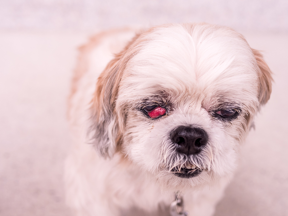 Dierenkliniek Tiel-Drumpt: Een Shih-Tzu met een cherry eye.