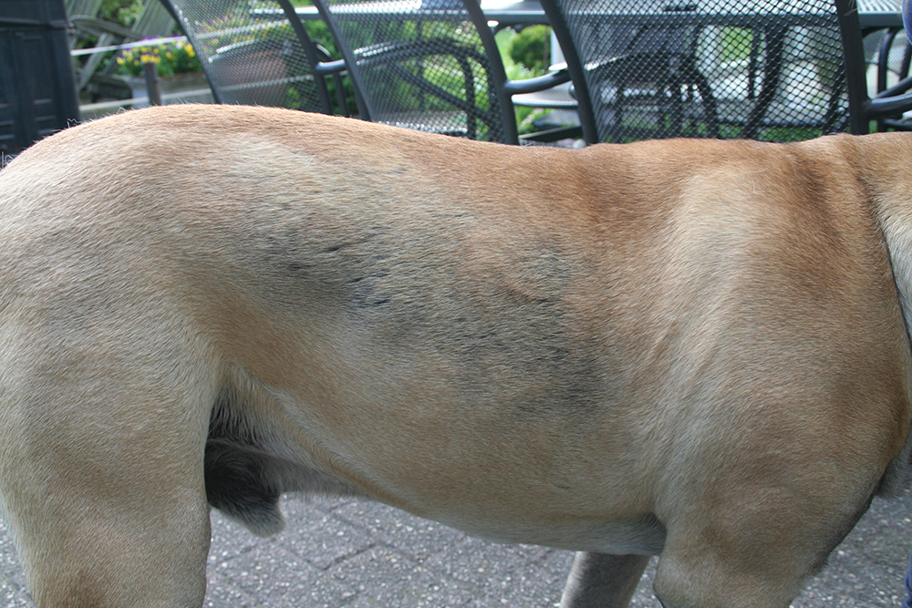 Dierenkliniek Tiel-Drumpt: Chemische castratie van de reu