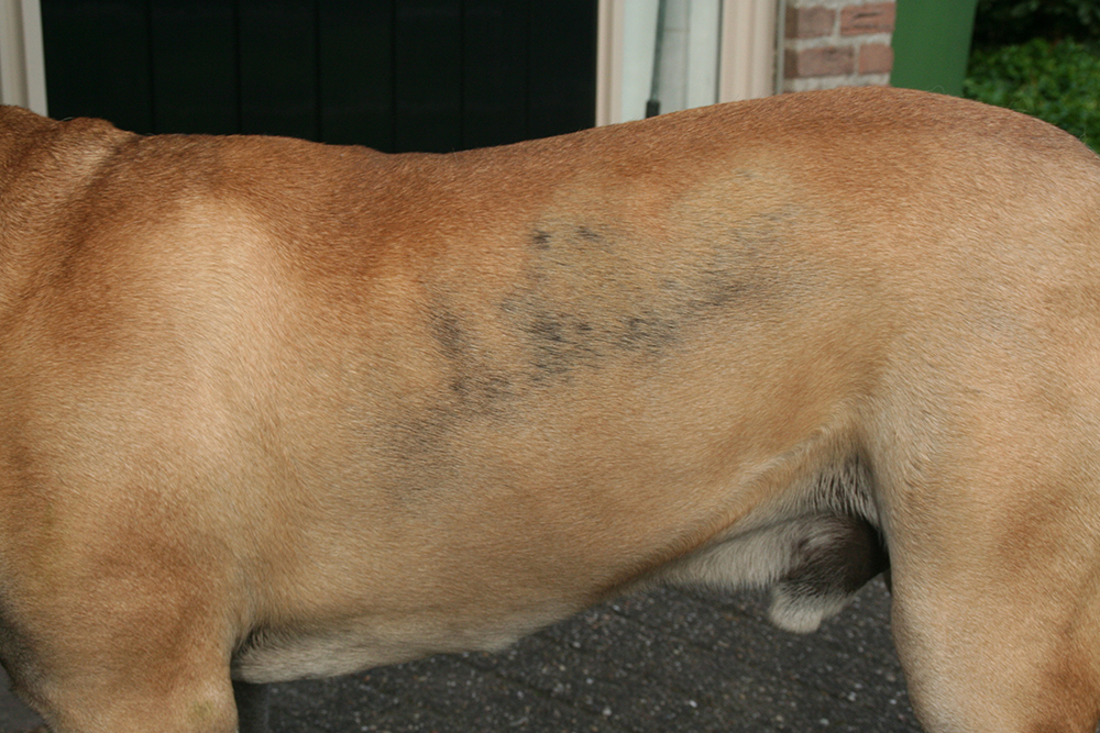Dierenkliniek Tiel-Drumpt: Chemische castratie van de reu