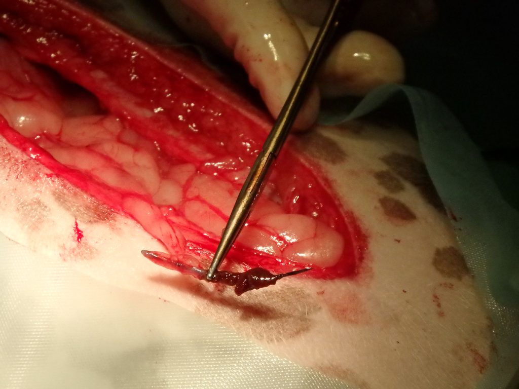 Dierenkliniek Tiel-Drumpt: Naald in een hond. De naald is eruit.