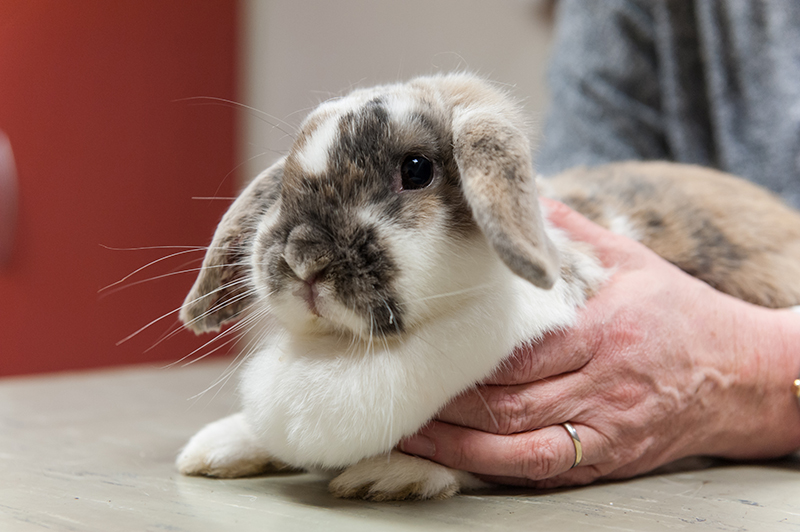 Dierenkliniek Tiel-Drumpt: Onze dierenartsen hebben veel ervaring met konijnengeneeskunde.