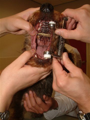 afbeelding Iets in de bek van een hond.