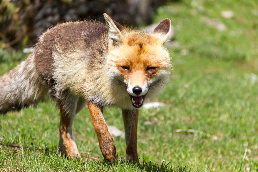 afbeelding Hondenziekte (ziekte van Carré), een actueel probleem net over de grens in Duitsland