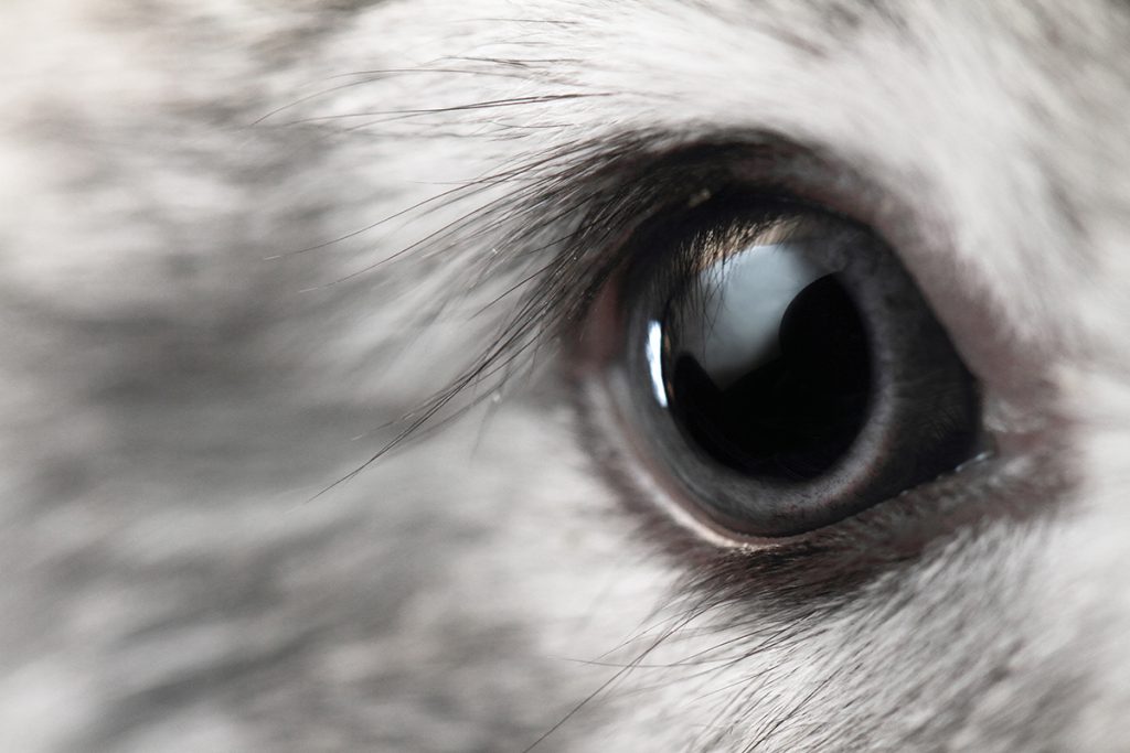 Dierenkliniek Tiel-Drumpt: In tegenstelling tot de ogen die u hier ziet, hebben veel konijnen meer of minder vieze ogen.