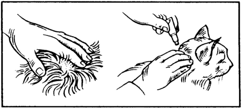 Dierenkliniek Tiel-Drumpt: Bijsluiter Profender voor de kat: Hoe aan te brengen.