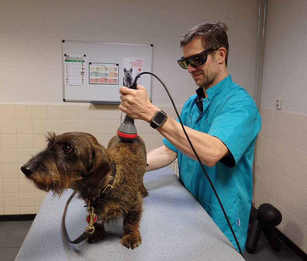 Dierenkliniek Tiel-Drumpt: Een teckel met rugpijn, behandeld met lasertherapie