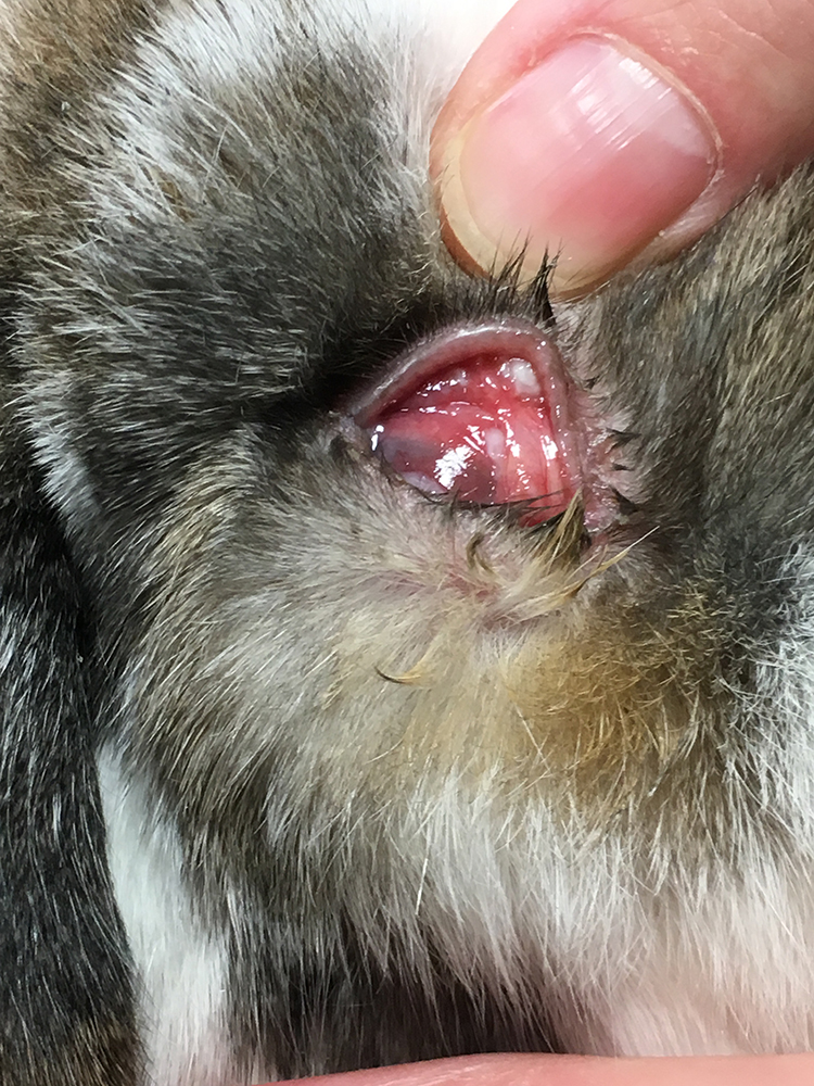 Dierenkliniek Tiel-Drumpt: Vieze ogen konijn