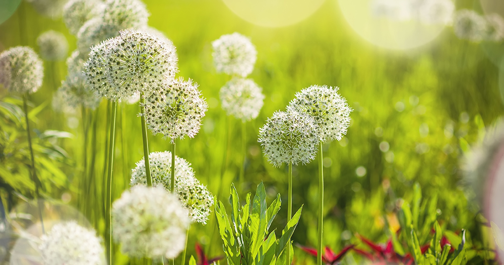 Dierenkliniek Tiel-Drumpt: Knoflookvergiftiging bij hond en/of kat