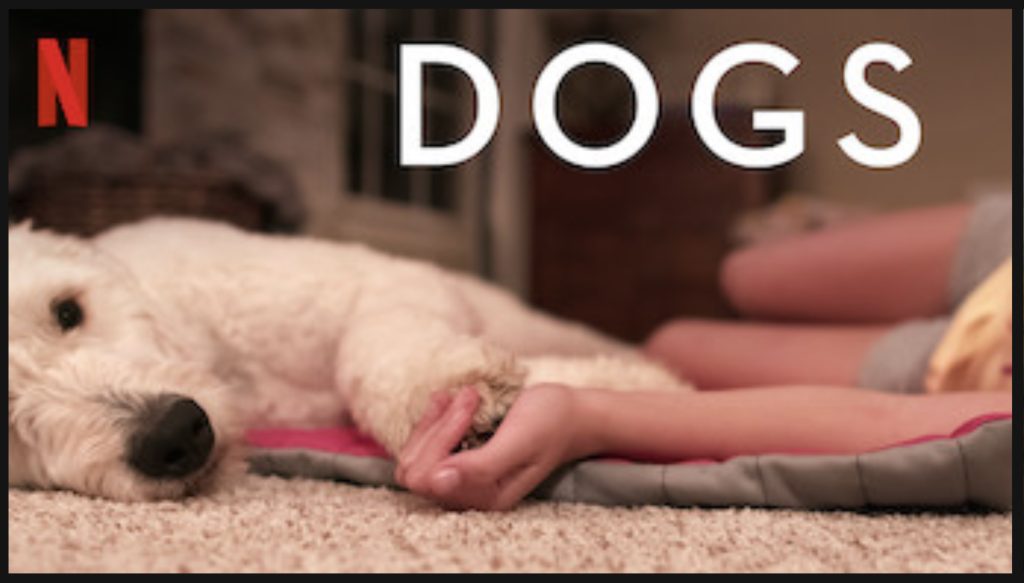 Doppen sparen voor de KNGF Geleidehonden bij Dierenkliniek Tiel-Drumpt