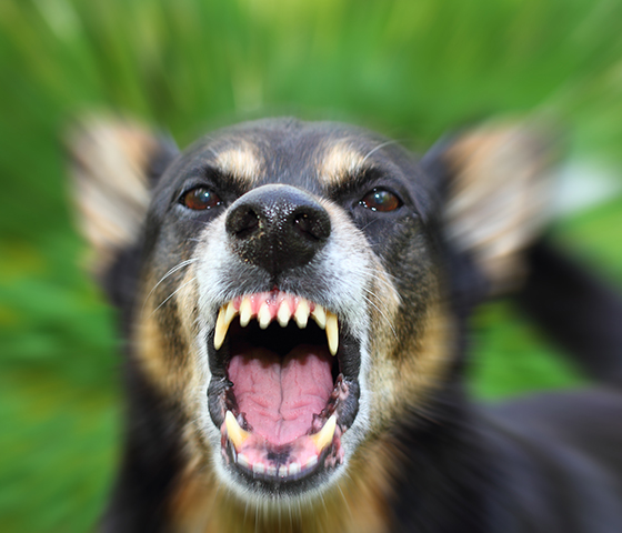 afbeelding Rabiës – Hondsdolheid