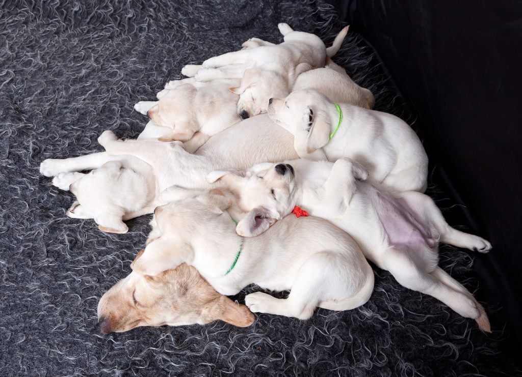 Dierenkliniek Tiel-Drumpt: Herpesvirus bij de hond: Vrolijke bende pups