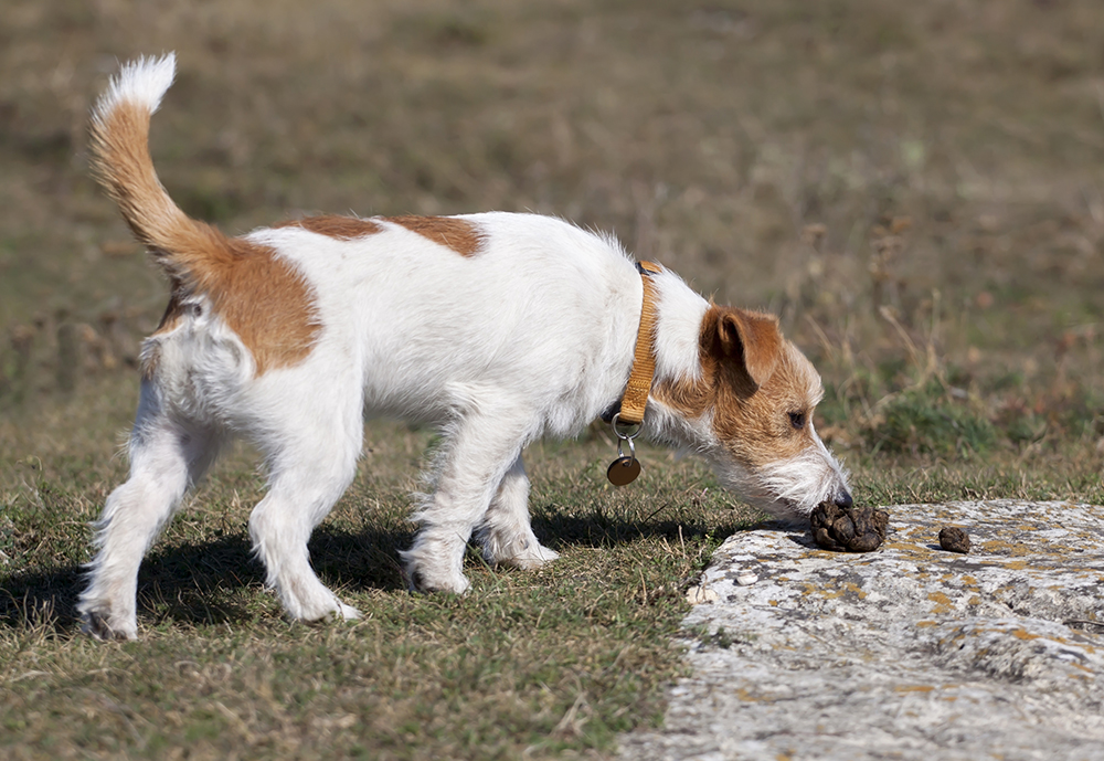 Dierenkliniek Tiel-Drumpt: Poep eten door hond