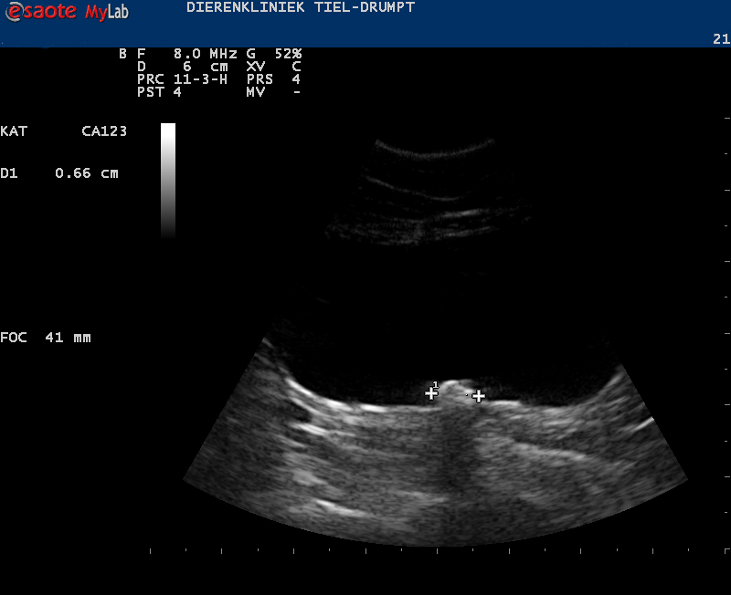 Dierenkliniek Tiel-Drumpt: Verstopte penis bij de kater met in de blaas een blaassteen.