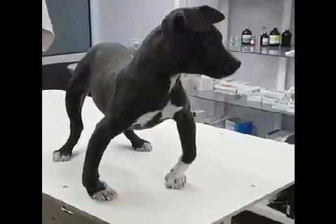 Dierenkliniek Tiel-Drumpt: RAW vers vlees voor de hond. Door een voedingsspecialist samengesteld om bijvoorbeeld Vitamine D tekort tegen te gaan.