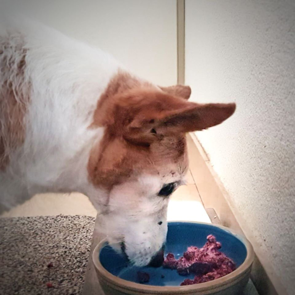 Dierenkliniek Tiel-Drumpt: RAW vers vlees voor de hond.