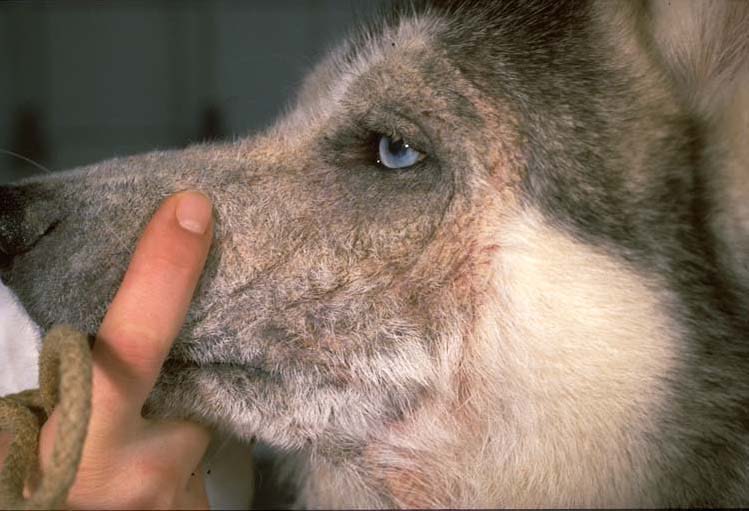 Dierenkliniek Tiel-Drumpt: RAW vers vlees voor de hond. Zorgvuldig samengesteld om tekorten zoals zink tekort te voorkomen.