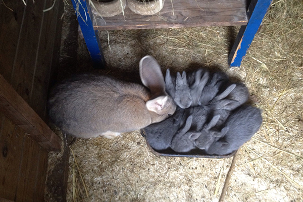 afbeelding Sterilisatie van het konijn