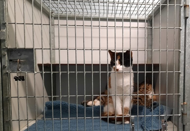 afbeelding Sterilisatie van de poes