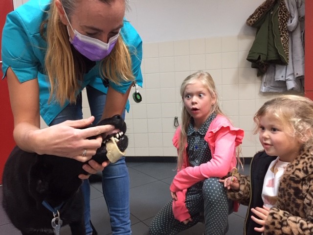 Dierenkliniek Tiel-Drumpt: Mergpijp om de onderkaak van een hond, het maakt indruk op de jonge baasjes.