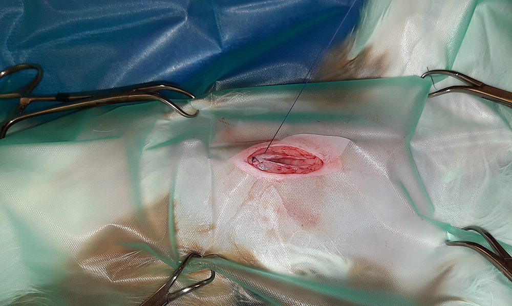 Dierenkliniek Tiel-Drumpt: Sterilisatie poes: het sluiten van de buikwand