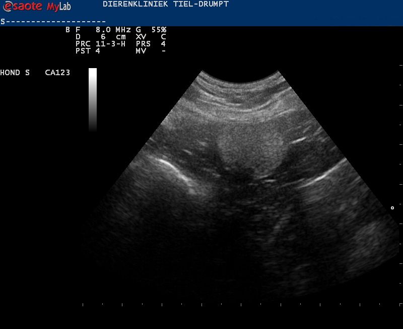 Dierenkliniek Tiel-Drumpt: Cryptorchidie bij de hond te zien met de echo