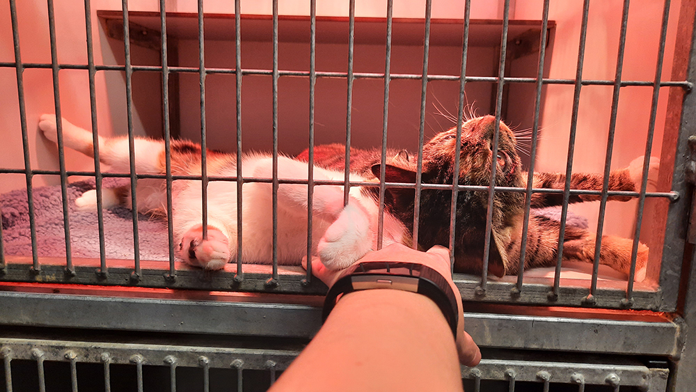 Dierenkliniek Tiel-Drumpt: Sterilisatie poes: we stoppen graag even om te kriebelen.