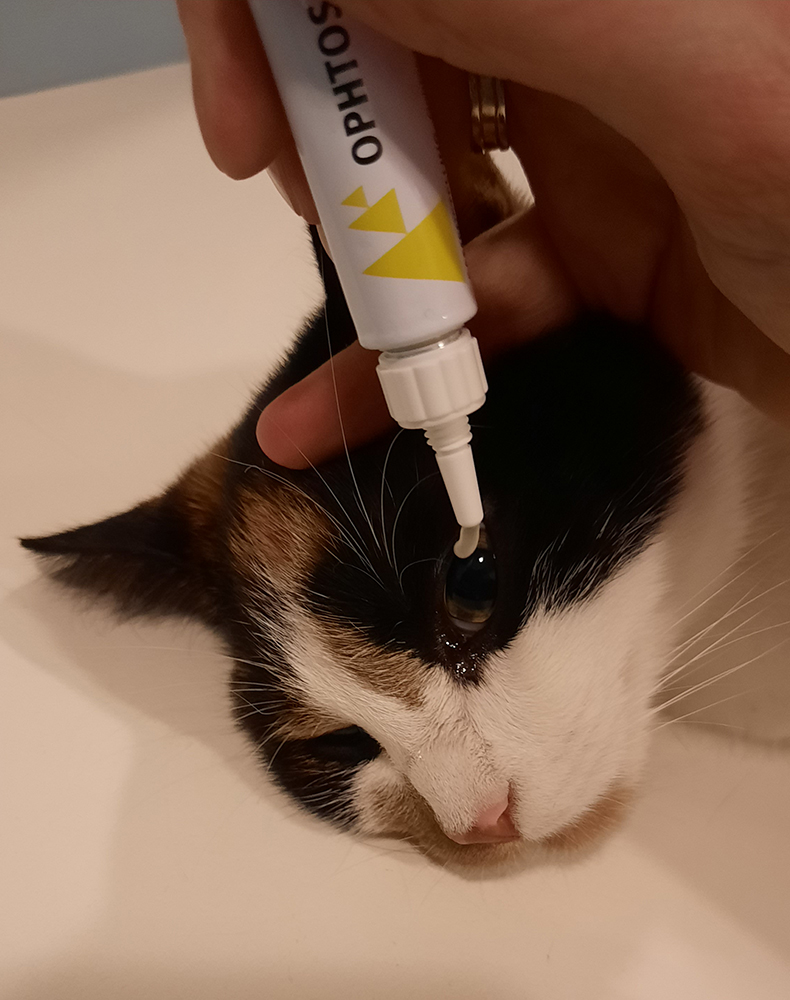 Dierenkliniek Tiel-Drumpt: Sterilisatie poes: de ogen zalven