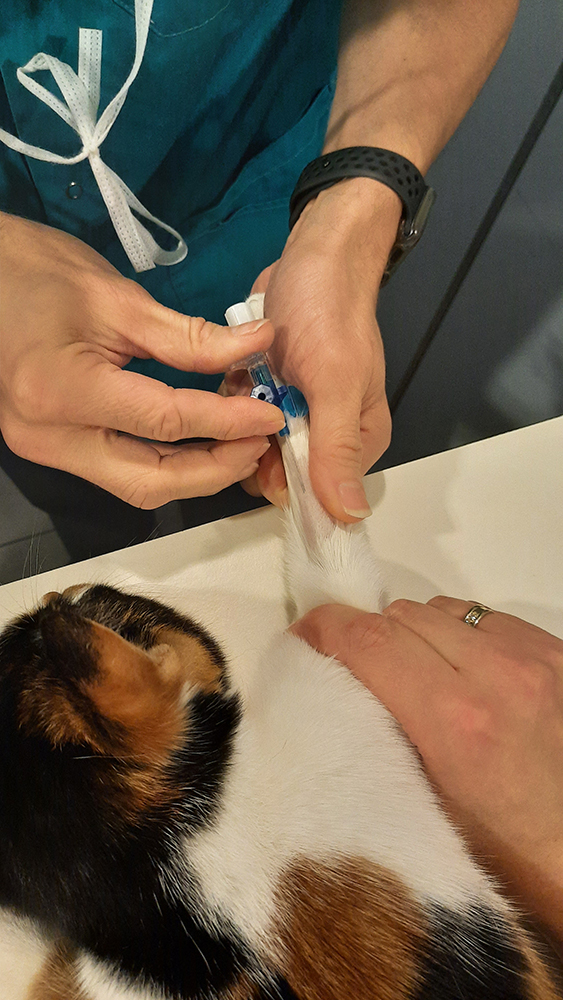 Dierenkliniek Tiel-Drumpt: Sterilisatie poes: Het plaatsen van het infuus