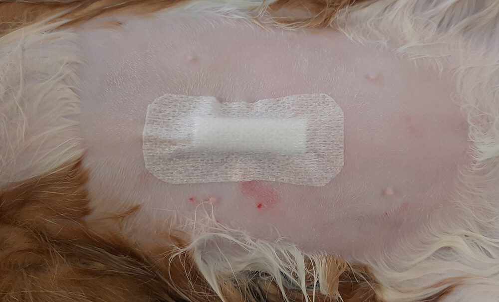 Dierenkliniek Tiel-Drumpt: Sterilisatie poes: een pleister op de wond