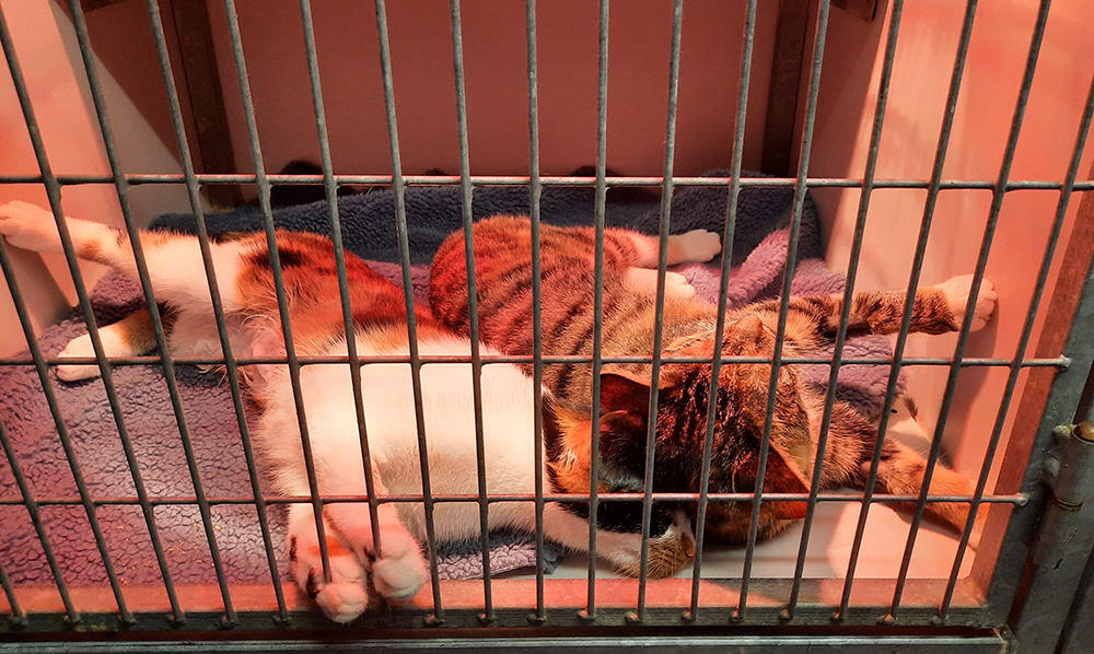 Dierenkliniek Tiel-Drumpt: Sterilisatie poes: weer bij elkaar