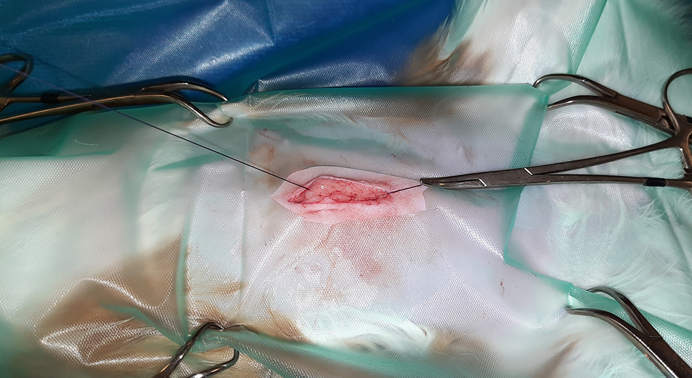 Dierenkliniek Tiel-Drumpt: Sterilisatie poes: Het sluiten van de vetlaag.