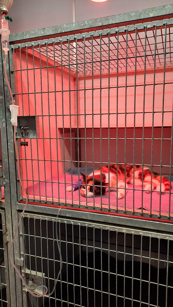 Dierenkliniek Tiel-Drumpt: Sterilisatie poes: uitslapen na de operatie