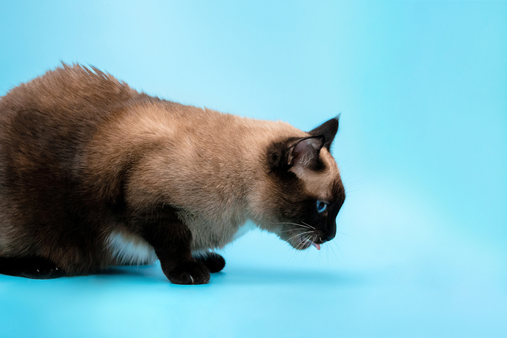 Dierenkliniek Tiel-Drumpt: Kattengras wordt nog wel eens gegeten door een misselijke kat