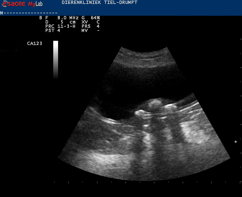Dierenkliniek Tiel-Drumpt: Blaasgruis kan uiteindelijk zorgen voor blaasstenen.