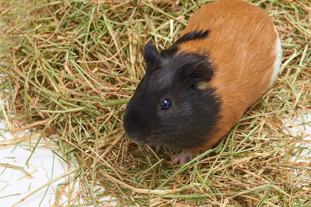 afbeelding Suikerziekte