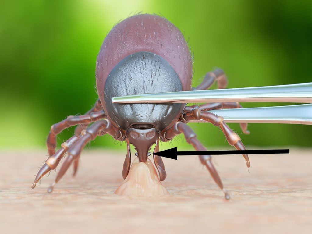 Dierenkliniek Tiel-Drumpt: Teek verwijderen: het steeksnuitje moet eruit