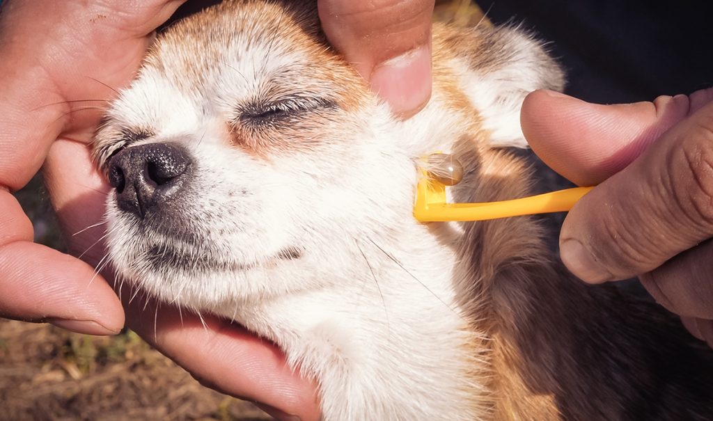 Dierenkliniek Tiel-Drumpt: Teek verwijderen: Het stil houden is belangrijk voor het goed kunnen verwijderen