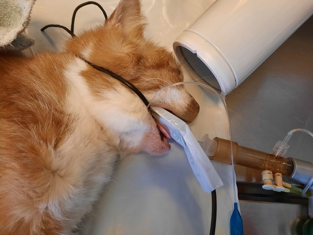 Dierenkliniek Tiel-Drumpt: Dentale röntgen, een verbetering van de gebitsbehandeling. Het nemen van de dentale foto