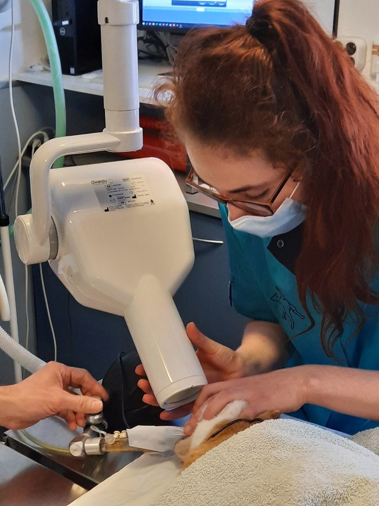 Dierenkliniek Tiel-Drumpt: Dentale röntgen, een verbetering van de gebitsbehandeling. Het richtend van de röntgenbuis.