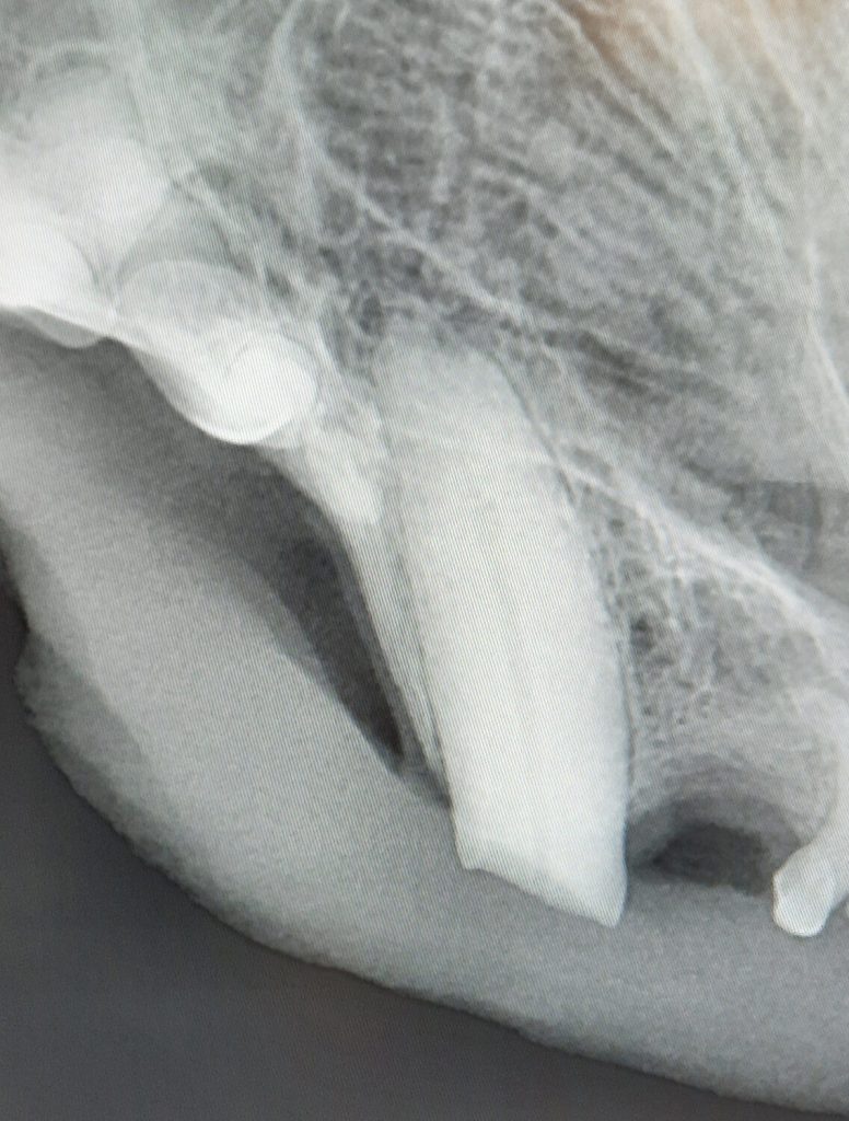 Dierenkliniek Tiel-Drumpt: Dentale röntgen, een verbetering van de gebitsbehandeling. Een afgebroken hoektand