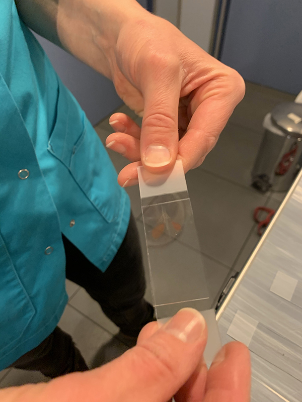 Dierenkliniek Tiel-Drumpt: Een naaldbiopt van een bult (DNAB), het uitstrijken.