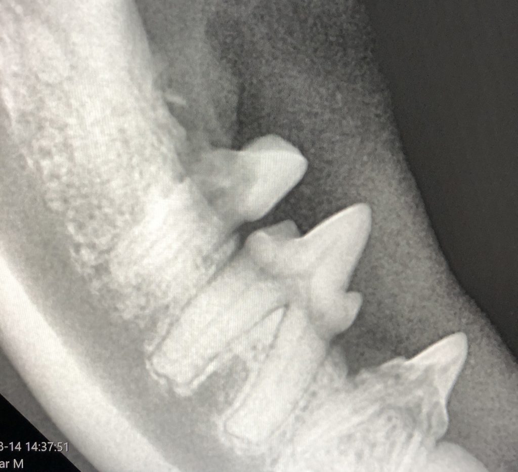 Dierenkliniek Tiel-Drumpt: Dentale röntgen, een verbetering van de gebitsbehandeling. FORL's en aantasting elementen