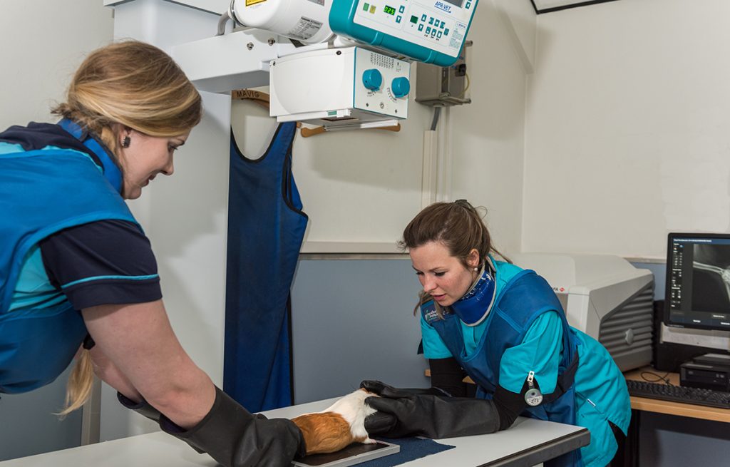 Dierenkliniek Tiel-Drumpt: Beeldvorming: Röntgenfoto's nemen van de cavia