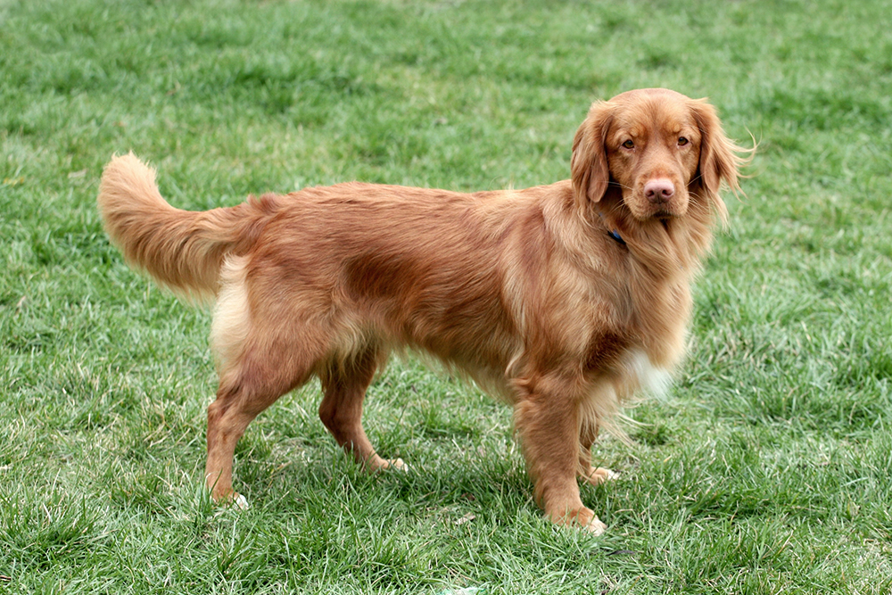 Dierenkliniek Tiel-Drumpt: Laparoscopisch steriliseren van de kleinere hond, van 9 tot 15 kg: Nova Scotia Duck Tolling Retriever