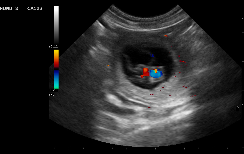 Dierenkliniek Tiel-Drumpt: Drachtbegeleiding, de doorbloeding bij een foetus van een hond met de echo.